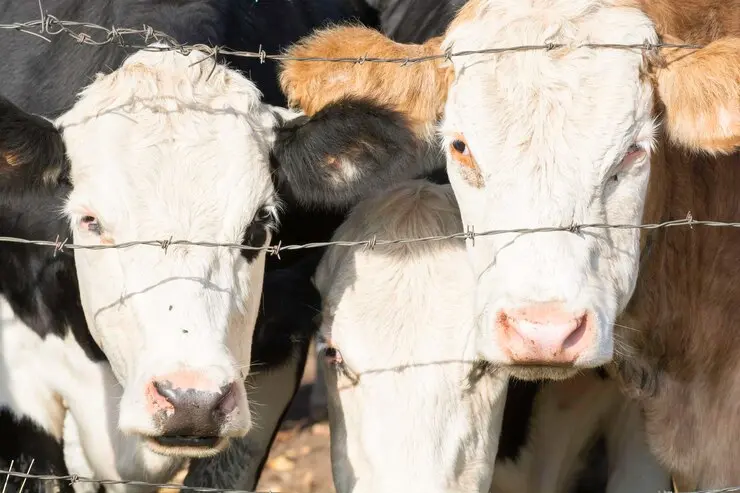 Kurban Organizasyonu
